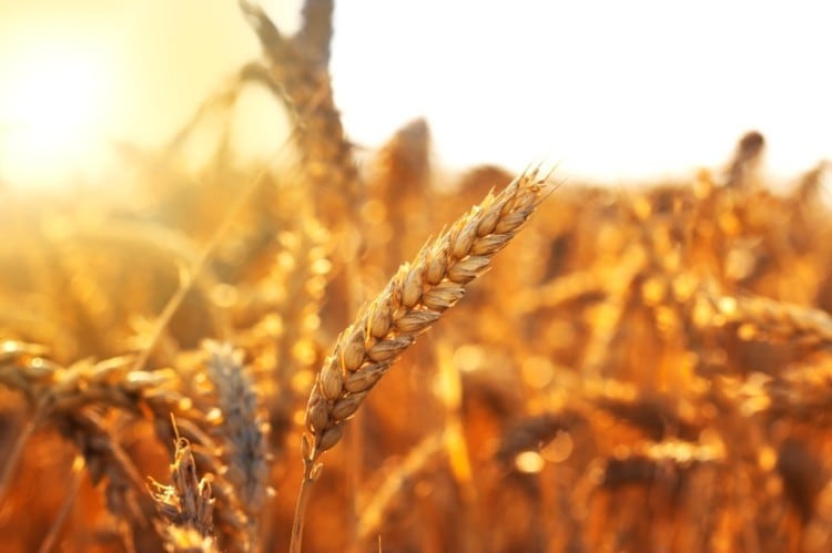 Revealed-How-under-utilised-Malaysian-crops-could-help-combat-the-collapse-of-global-nutrition.jpg
