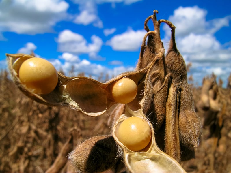 soy-soya-crop-protein-sustainability-iStock-alffoto.jpg