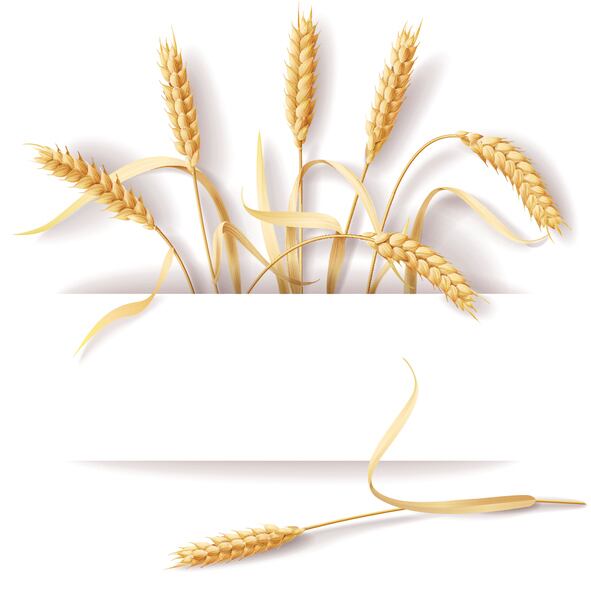 Cereal offender: Grains a major source of food imports rejected by China amid safety fears