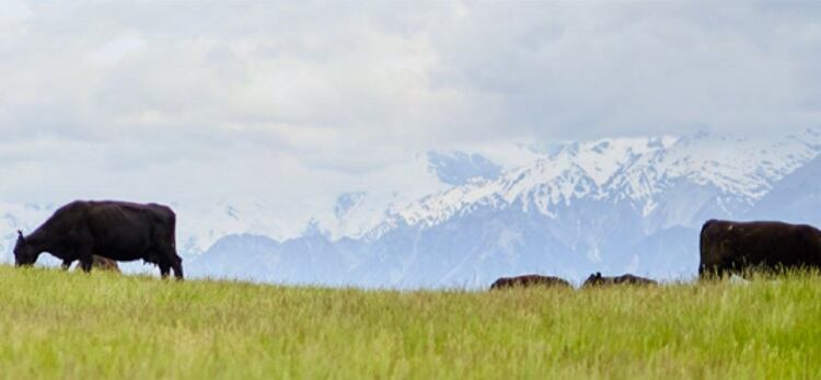 Discussions open on New Zealand biosecurity levy rise