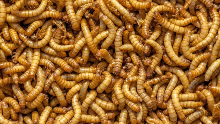 Insects could be the next big feed segment, but only if it can find scale