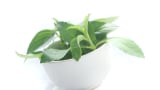 How the war on sugar in Asia Pacific is creating a need for full natural sweetener solutions