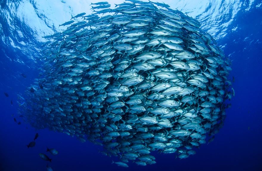 Fishcoin-initiative-aims-to-solve-traceability-challenges-in-first-mile-for-sustainable-seafood-production.jpg