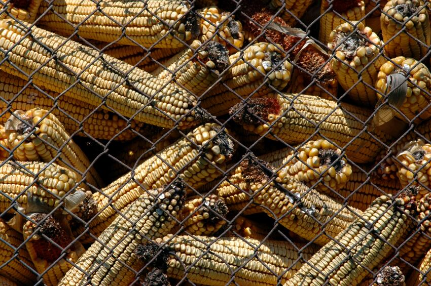 aflatoxin-corn.jpg