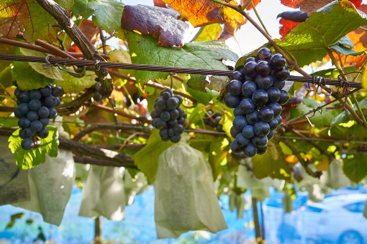 Grape-idea-Hokkaido-University-s-sustainable-robots-offer-respite-for-wine-and-pumpkin-farmers-in-Japan.jpg