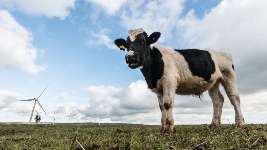 cattle-eco-green-bearacreative.jpg