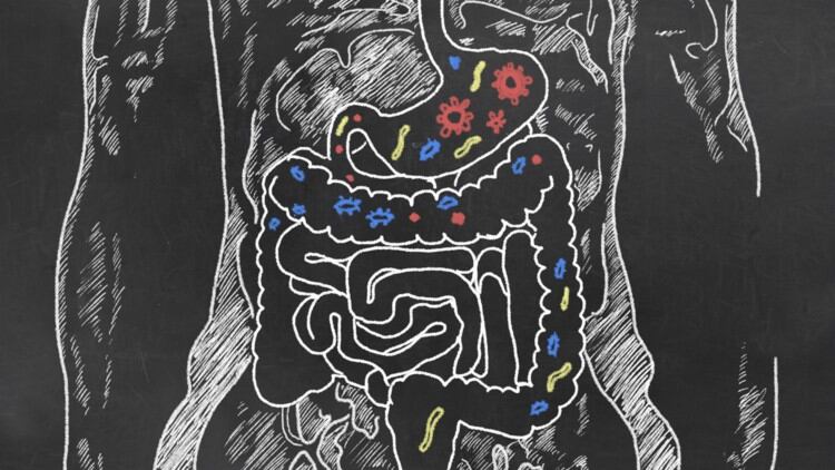 Probiotic potential? Presence of Prevotella copri during pregnancy linked to lower risk of infant food allergies