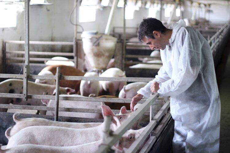 New Zealand animal welfare regulations pending