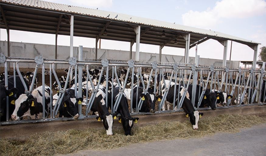 UAE’s Al Ain Farms CEO exclusive 1: Product innovation priorities and sustainability focus revealed