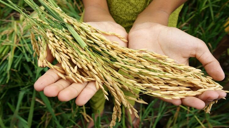 Securing food: UAE invests in India’s agricultural sector to buy more food at a cheaper price