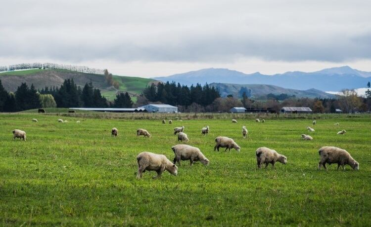 Blue Sky Meat unveils new branding