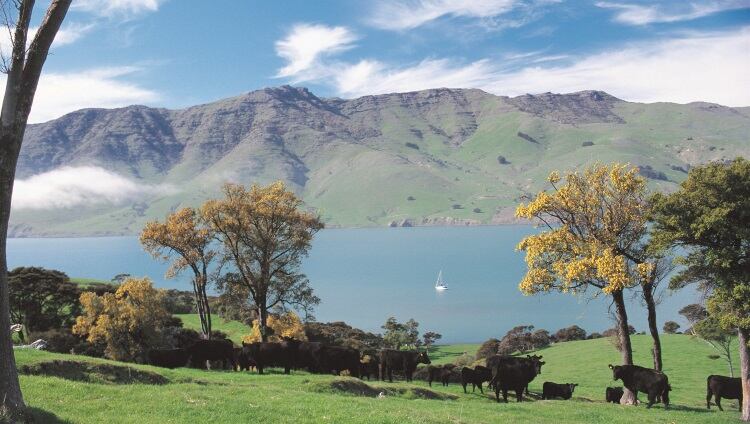 Rabobank: New Zealand likely to tighten red meat regulations