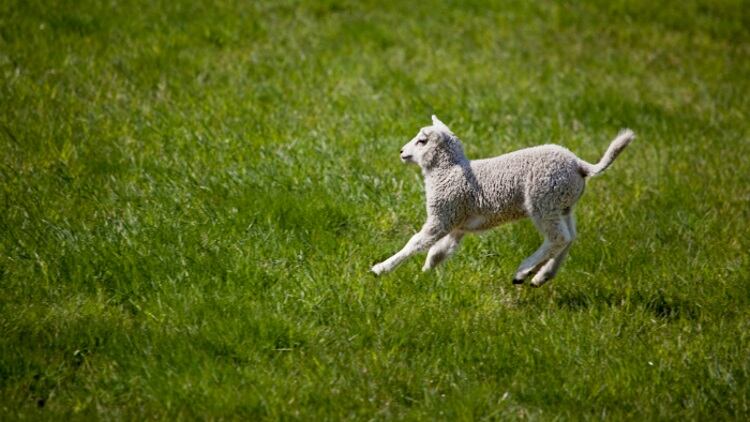 Progress made on Australian lamb definition changes