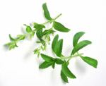 Stevia-plant1.jpg