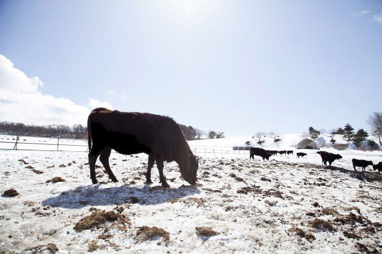 On-the-Farm-Wagyu-beef-cattle-JUST.jpg