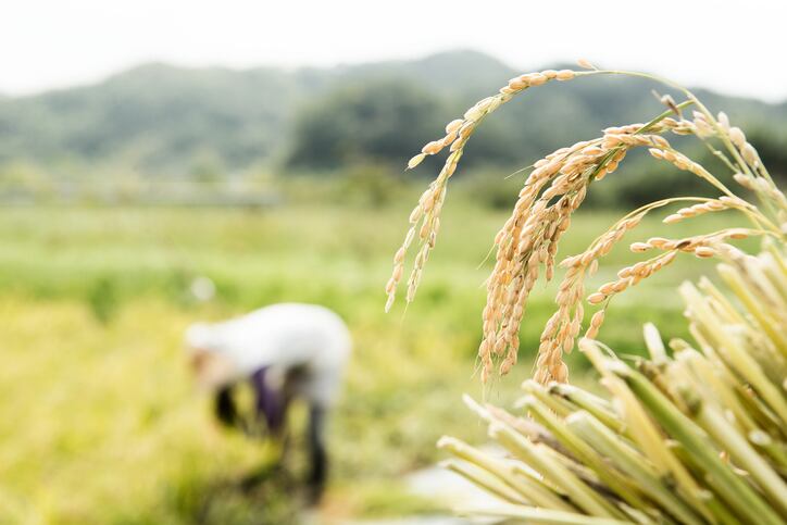 International Rice Research Institute to breed new variety with anti-cancer properties in Philippines