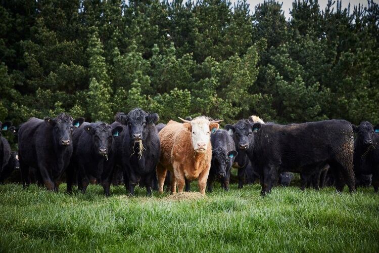 HW Greenham proposes new rendering facility