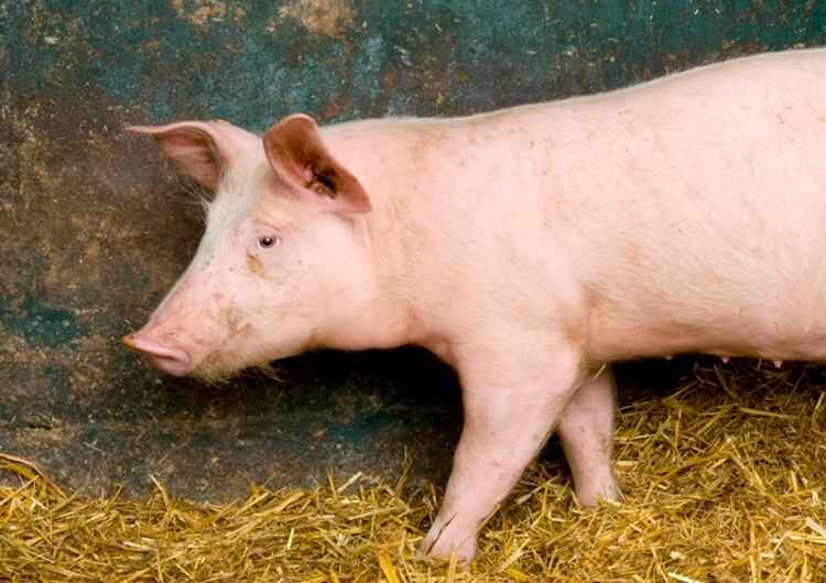 Chinese authorities crack down on black market pork