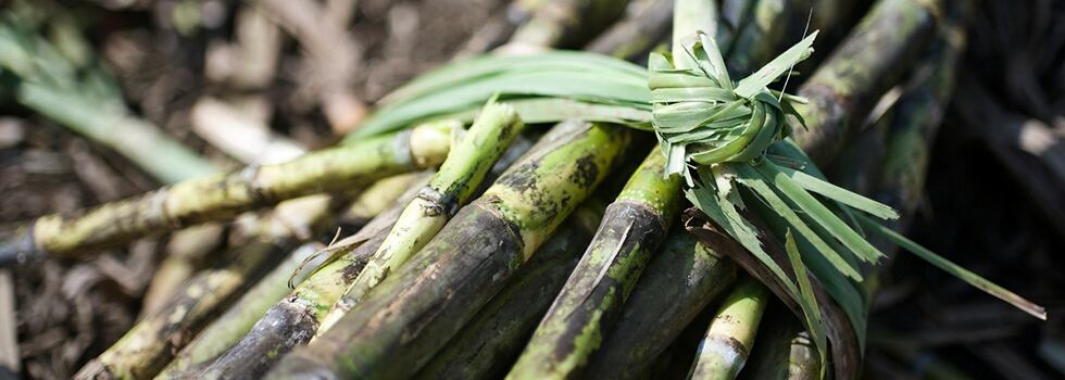 Partnering-to-return-Indonesia-to-sugar-self-sufficiency.jpg
