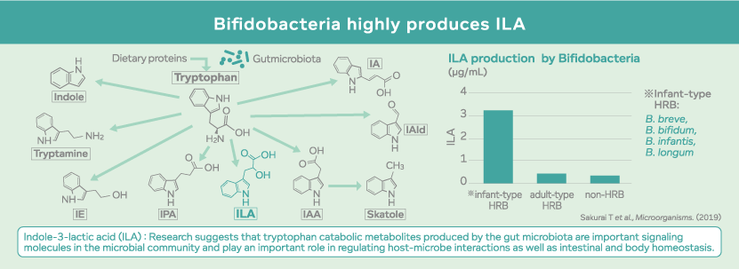 Bifidobacteria highly produces ILA