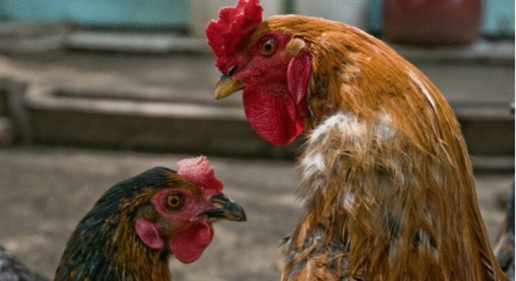 Chinese free-range chicken plan reaps rewards