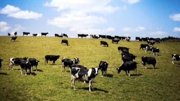 dairy.jpg