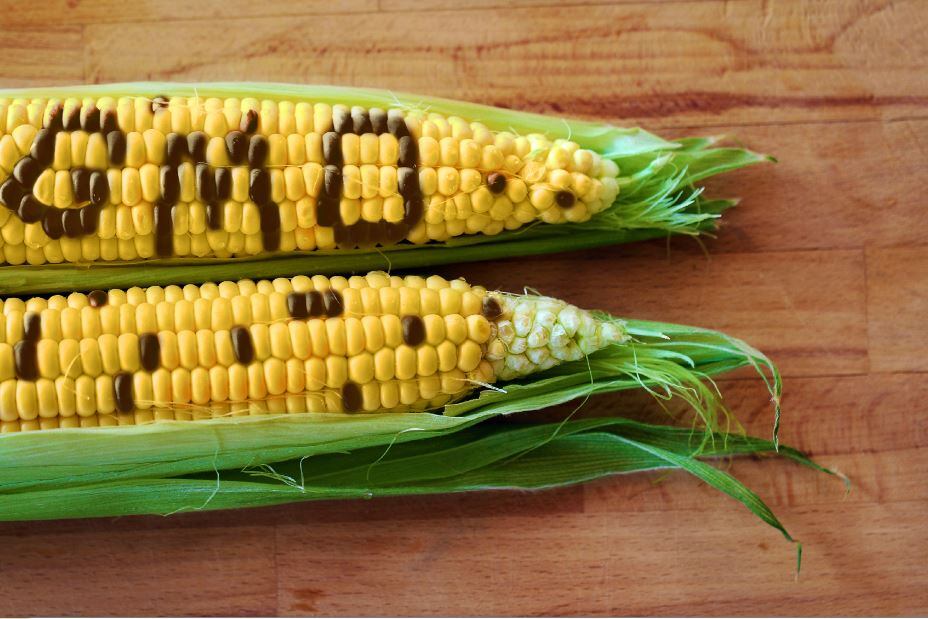 Corn-GM-small.jpg
