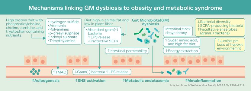 Mechanisms linking GM dysbiosis to obesity and metabolic syndrome