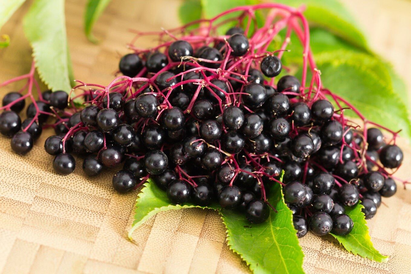 elderberry-C-iStockPhoto-monica-photo.jpg