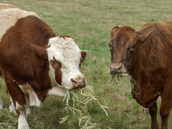 Organic in the Outback: How Aussie beef producer is thriving despite three-year drought