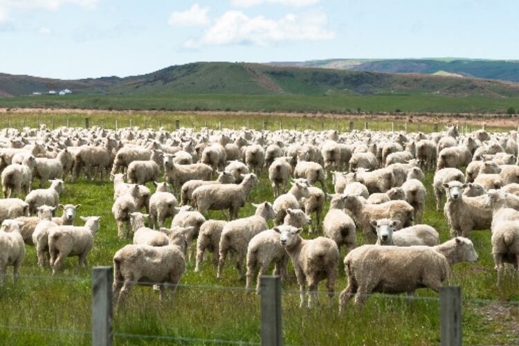 Lotte Food Pasteur and Spring Sheep Milk Co. sign Korea MOU