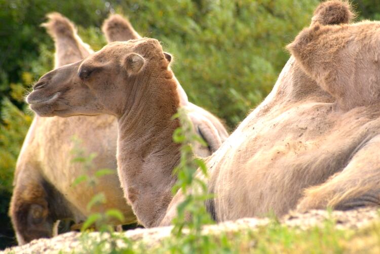Could-whey-from-camel-milk-have-anti-cancer-properties.jpg