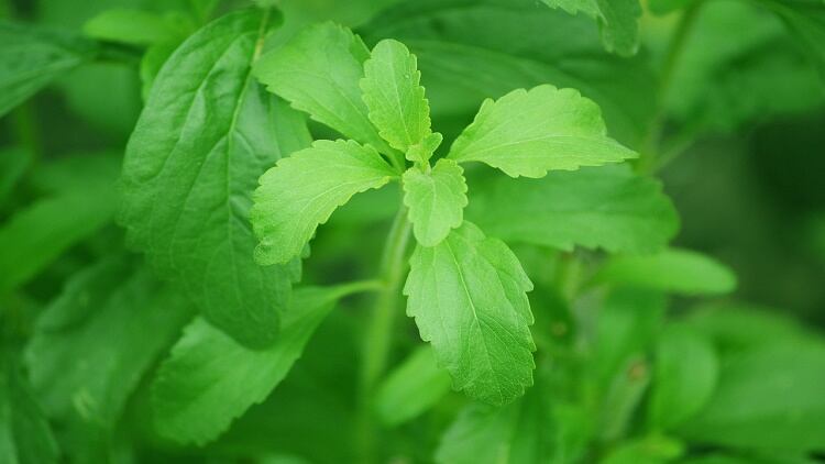 Tate & Lyle stevia sustainability research in China expected to yield new analysis and recommendations next year