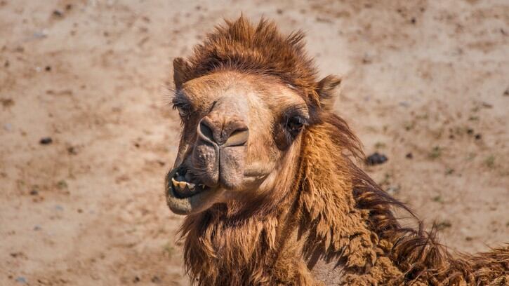The Free-For-All: Airline food folly? / Camels versus donkeys / Eye-watering cosmetics