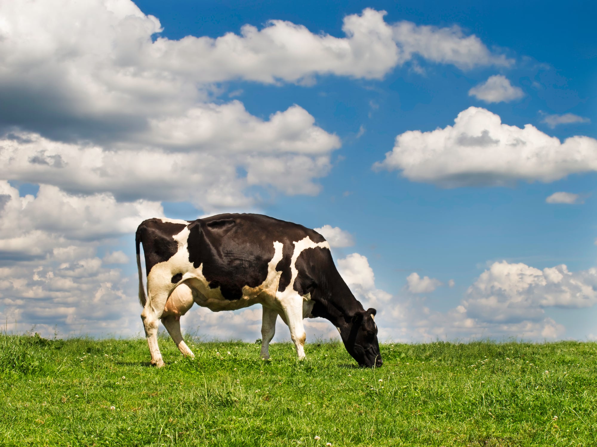 ‘Devastating’ aid cuts and fragmented funding hinder dairy’s climate ambition