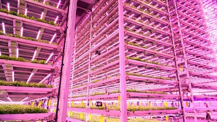 Salad superstars: New precision nutrition technology breathing new life into hydroponic vegetables sector – industry experts