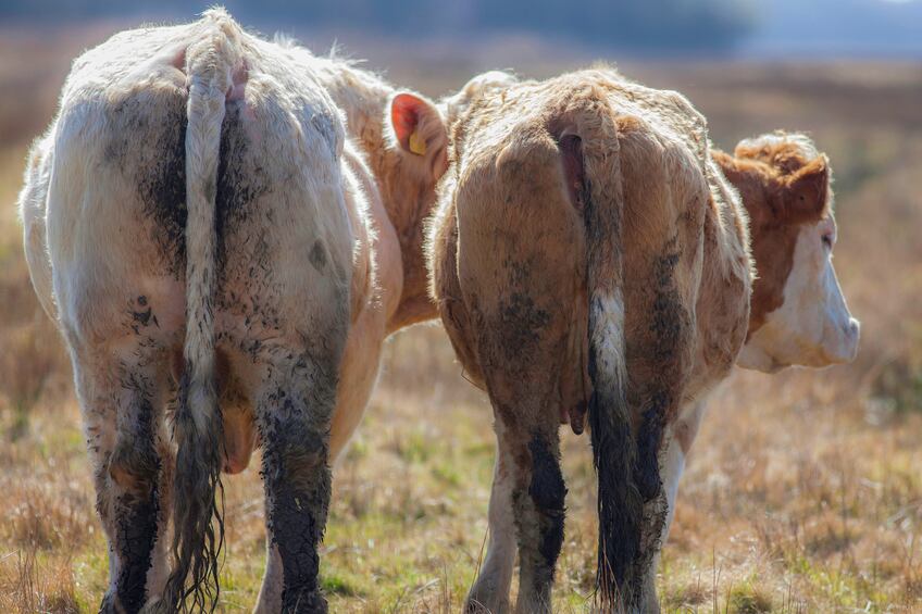 Ian-Dyball-methane-emissions-cows-istock.jpg