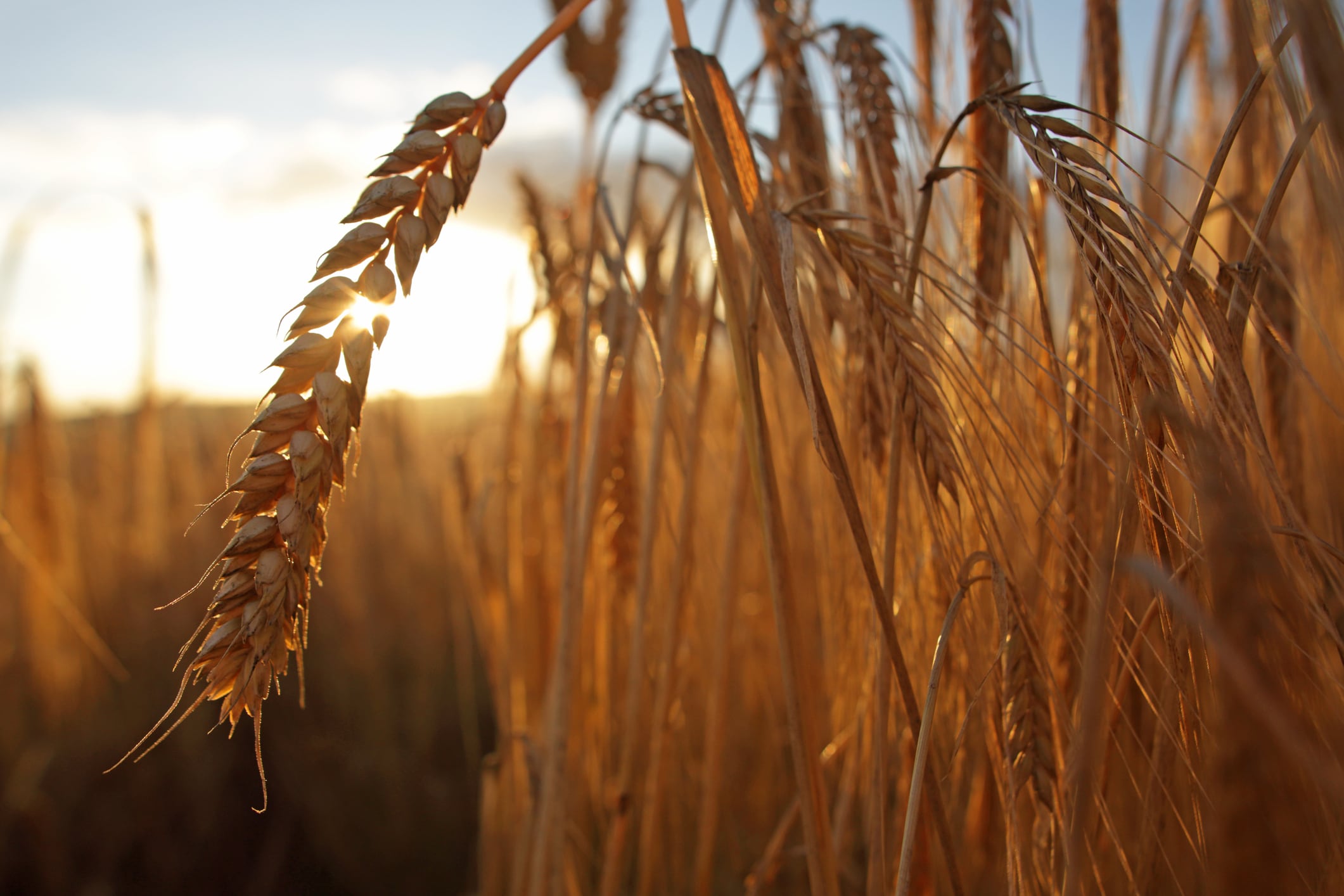 Barley in field