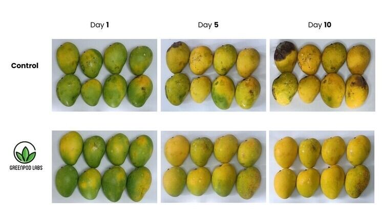 Slashing spoilage: Indian bioactive sachet innovation could boost fresh produce shelf life