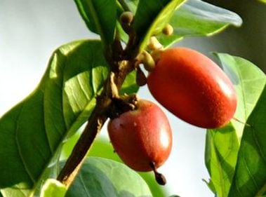 Miracle-fruit-GettyImages-passion4nature-cropped.jpg