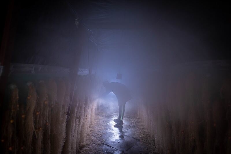 The nutrient-rich 'fog' promising to boost crop yields