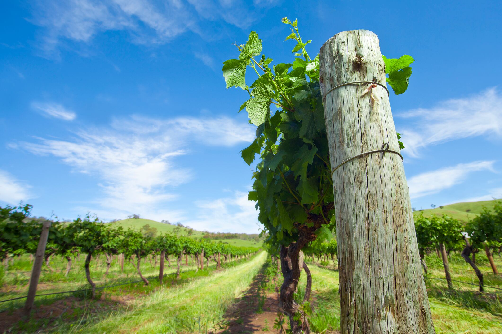 Randall snaps up more vineyards to quench China’s demand for Aussie wine