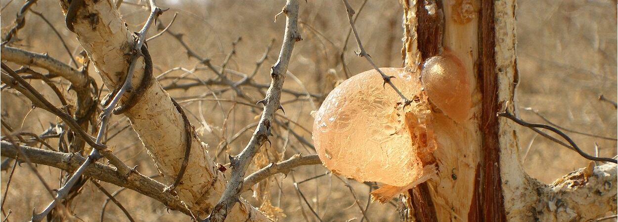 Acacia-Gum-on-an-acacia-tree-in-Africa-BANNIERE.jpg