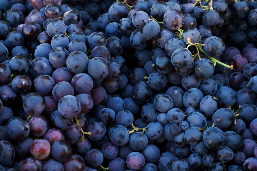 grapes-iStock.com-pisagor.jpg