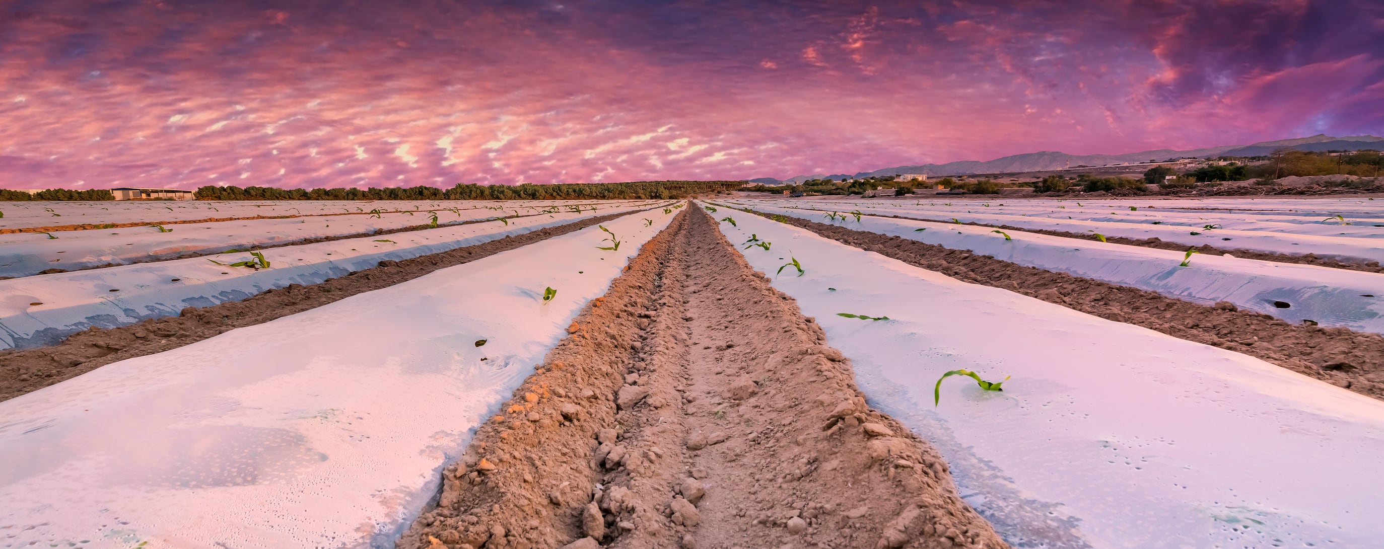 UAE establishes new food security council to step up local production efforts