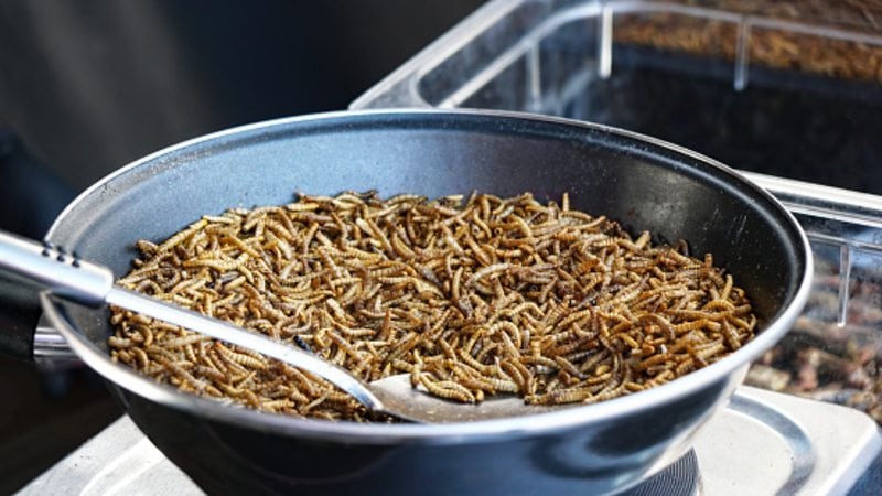 Insect industrialisation: South Korea looks to renew edible bug industry efforts with new development projects