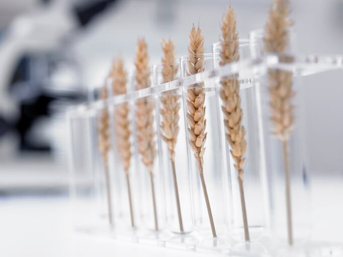 Calls for more research into ‘forgotten’ crops as food crisis bites 