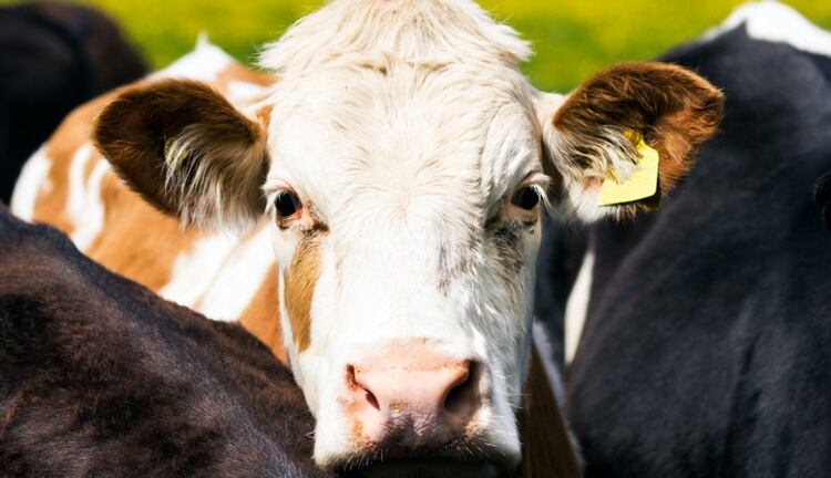 Canada unveils new markets for live cattle exports