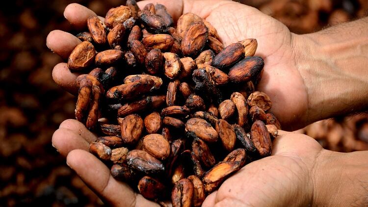 How digital traceability scheme reaps commercial benefits and builds trust between key players - Olam Cocoa