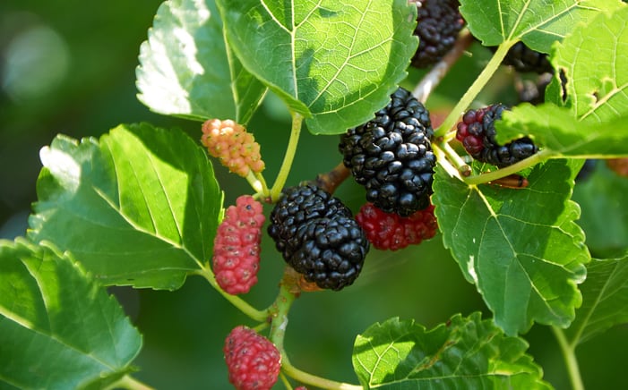 Mulberry-extract-lowers-blood-glucose-and-insulin-levels-Korea-study.png